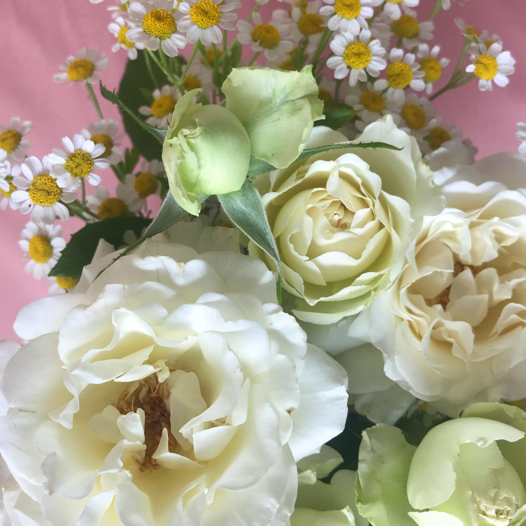 Blumen, Geschenke zum Muttertag, Weiße Rosen